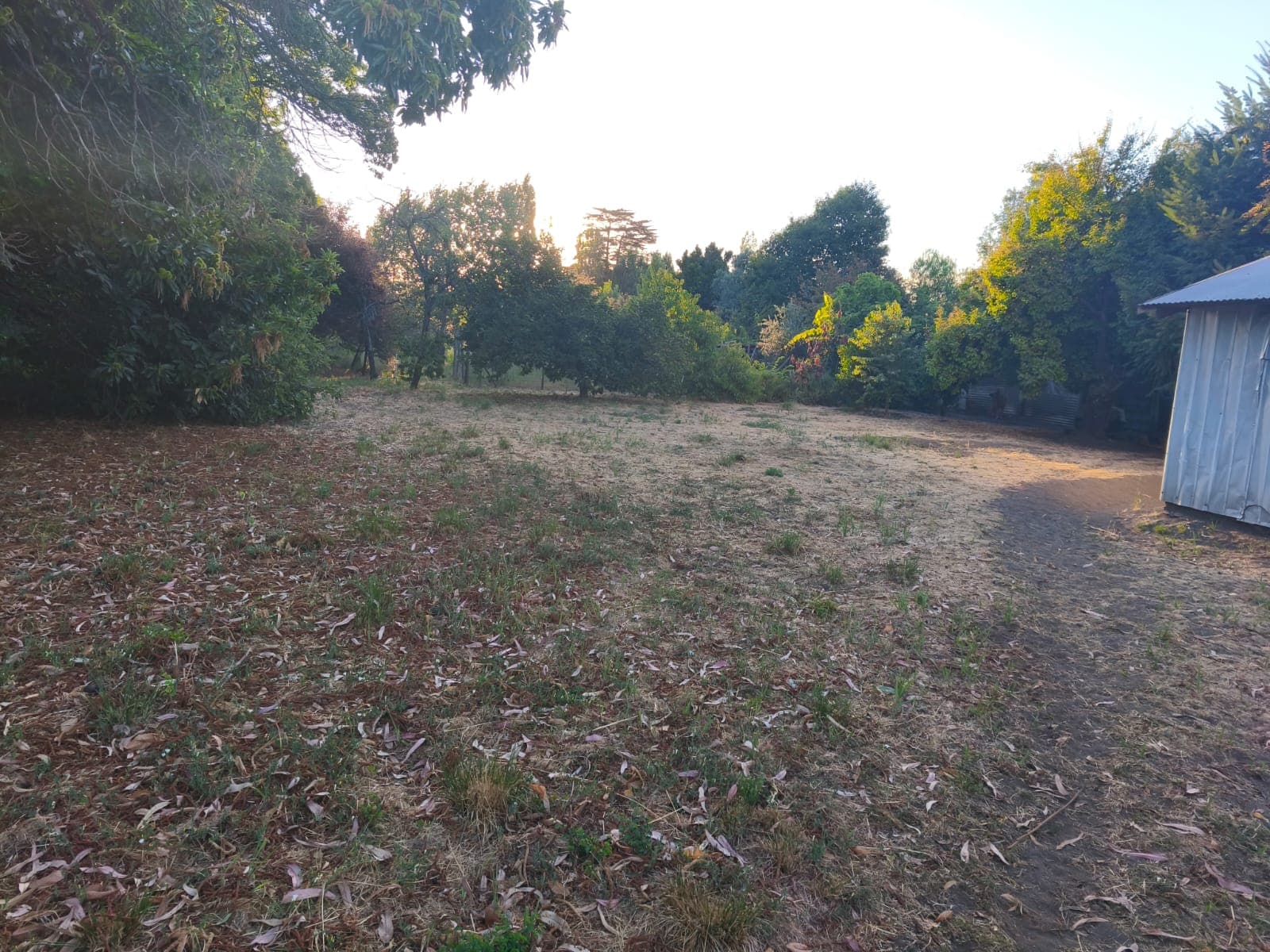Área despejada del terreno rodeada de vegetación
