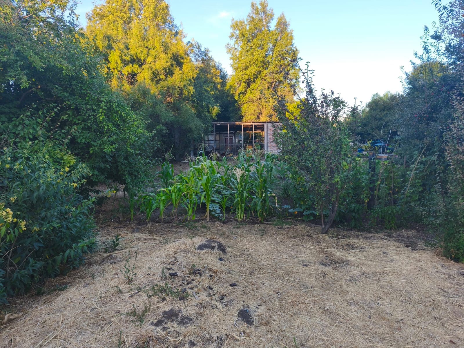 Huerta y vegetación consolidada dentro de Quinta Santa Luisa