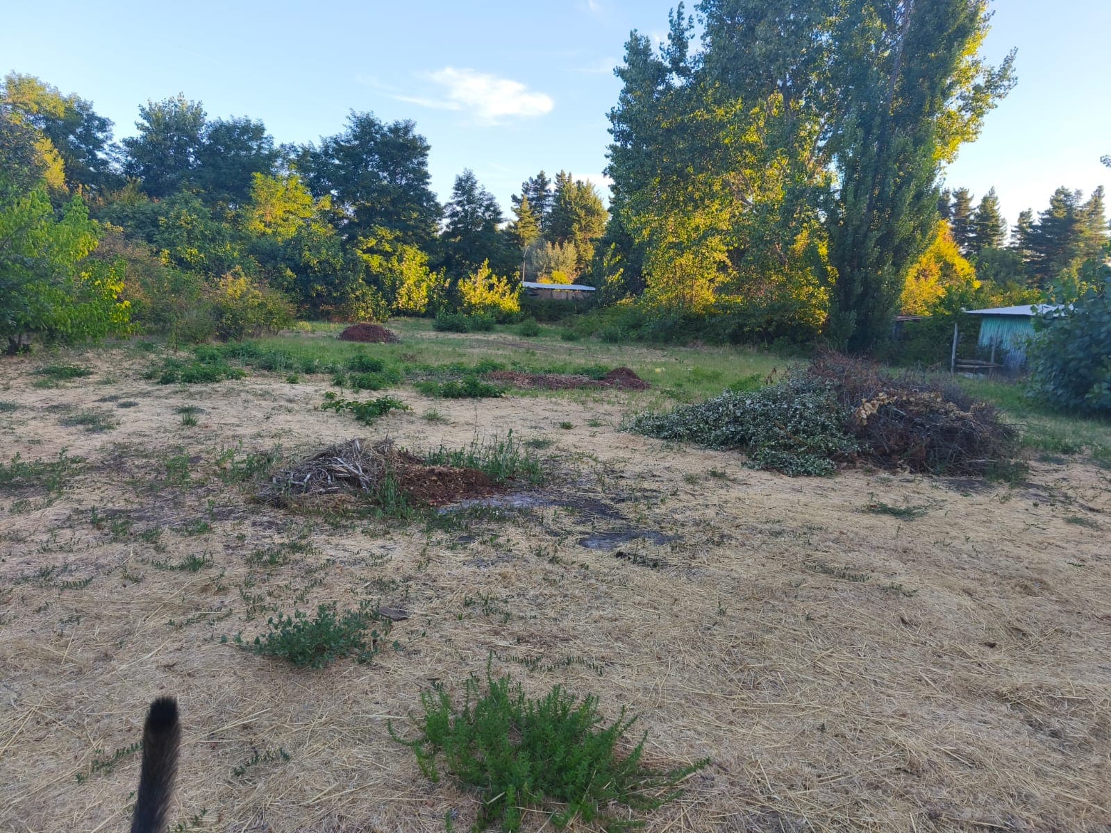 Terreno amplio y arbolado de Quinta Santa Luisa
