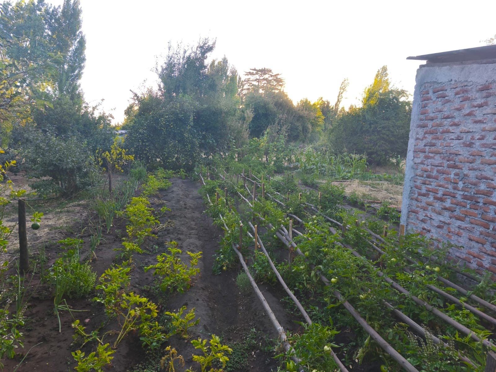 Huerta productiva dentro de Quinta Santa Luisa